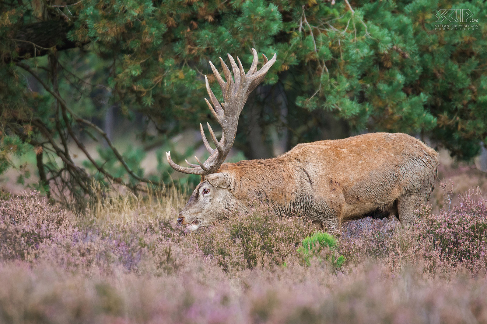 Hertenbronst in Hoge Veluwe - Edelhert Tijdens de bronsttijd gaan de mannetjes op zoek naar vrouwtjes. De vrouwtjes leven ook in kuddes en worden hindes genoemd. Mannelijke edelherten hebben op dat moment een imposant gewei en ze krijgen manen in hun nek. Ze gaan dan burlen en houden gevechten met andere mannetjes om de hindes te imponeren.  Stefan Cruysberghs